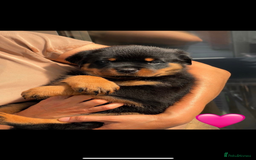 Rottweiler dogs for sale: Superb litter of dual purpose Rottweiler puppies. - Image 40