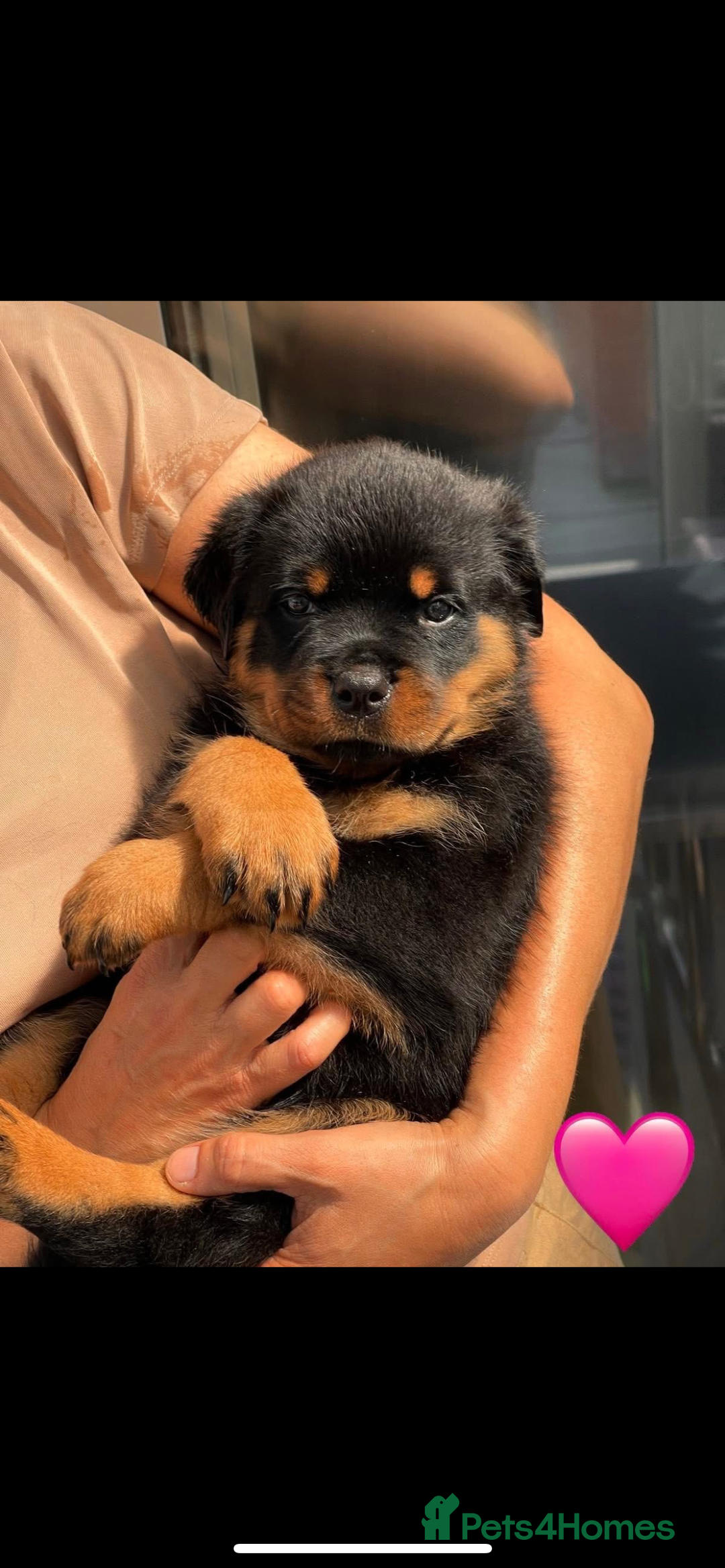 Rottweiler dogs for sale: Superb litter of dual purpose Rottweiler puppies. - Image 40