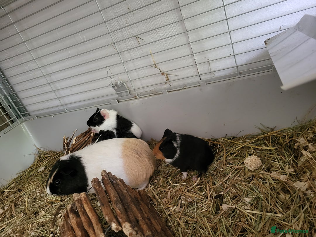 Guinea Pig rodents for sale: 4 boys and 1 girl baby guinea pigs - Advert 3