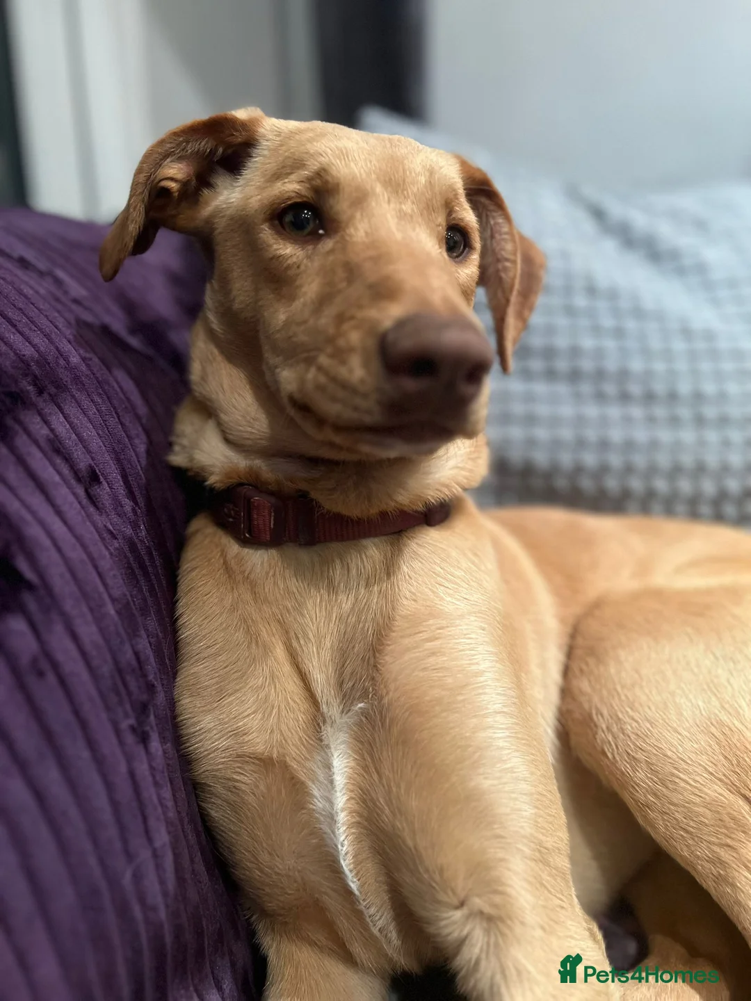 Mixed Breed dogs for sale: Sweet Caramel looking for her family - Advert 9