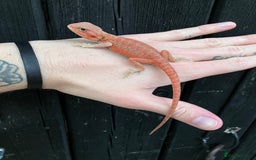 Bearded Dragon reptiles for sale: Various Bearded Dragon Morphs in Downham Market - Image 14
