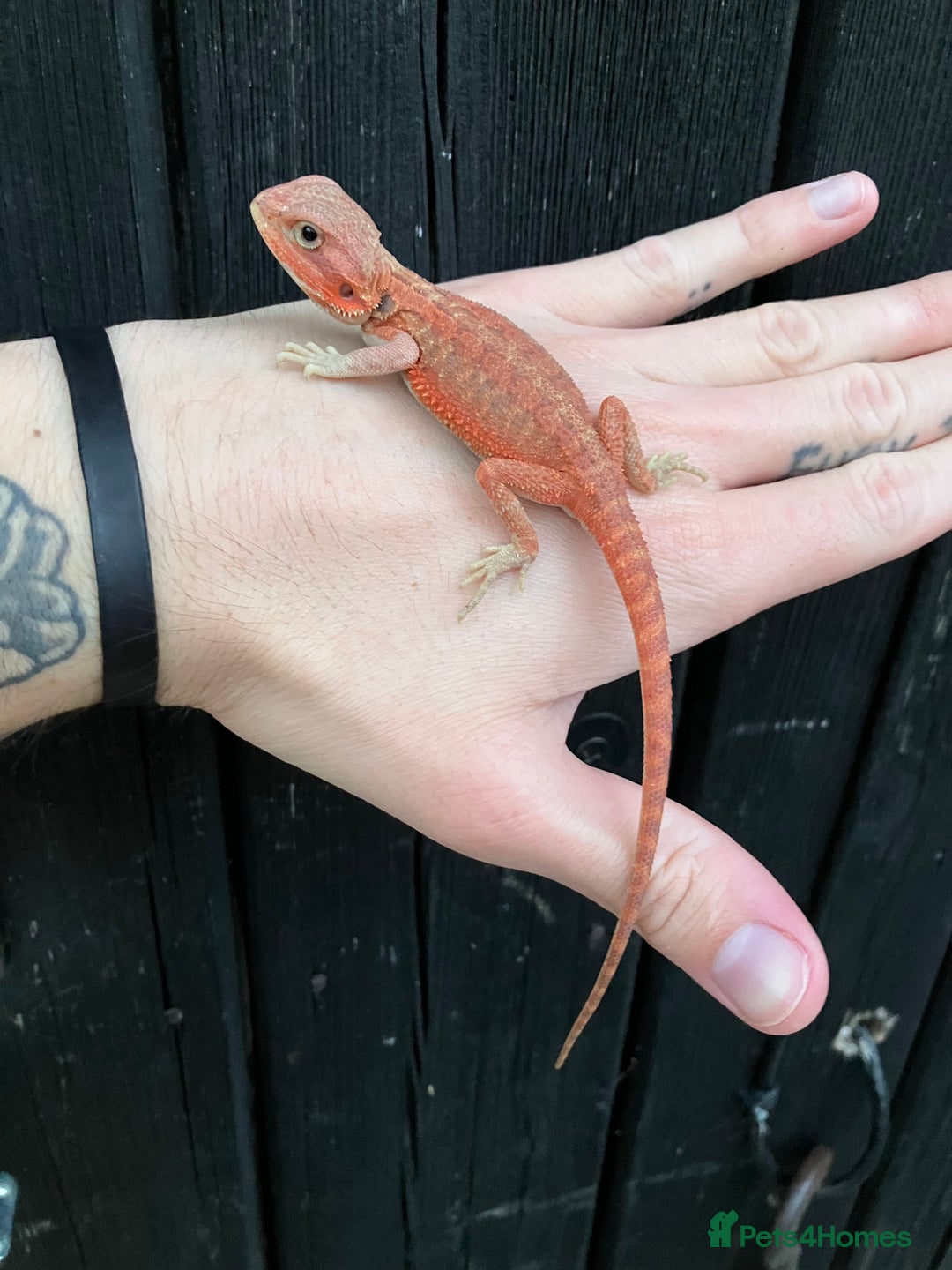 Bearded Dragon reptiles for sale: Various Bearded Dragon Morphs in Downham Market - Image 14