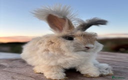 Angora rabbits for sale: Fully Vaccinated Pedigree Angoras Doe Ready Now  - Image 1