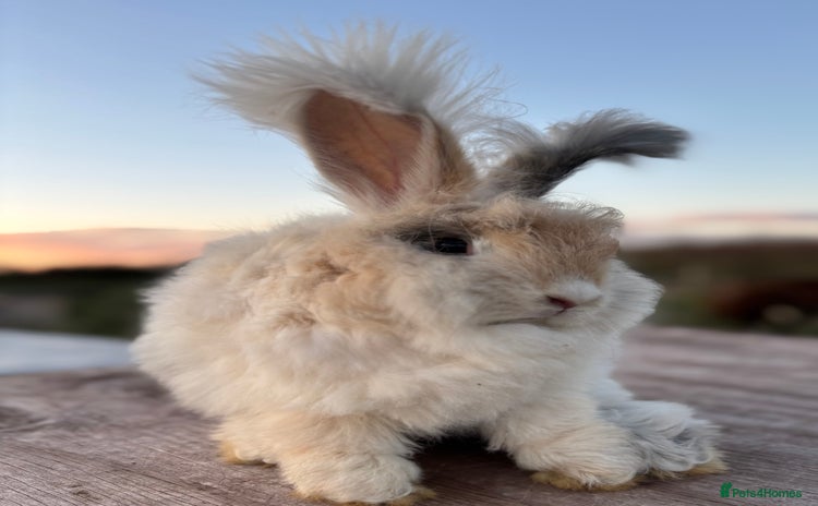 Angora rabbits - Advert 2