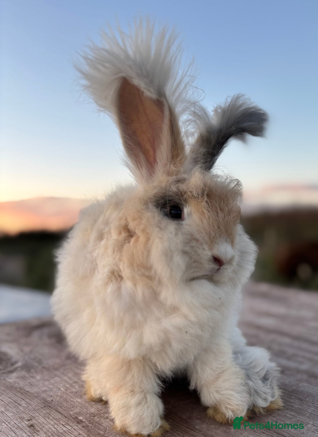 Angora rabbits for sale: Fully Vaccinated Pedigree Angoras Doe Ready Now  - Image 1
