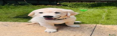 Golden Retriever GREEN 