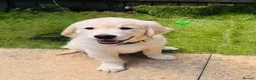 Golden Retriever dogs for sale: KC REGISTER GOLDEN RETRIEVERS PUPPIES - Advert 10