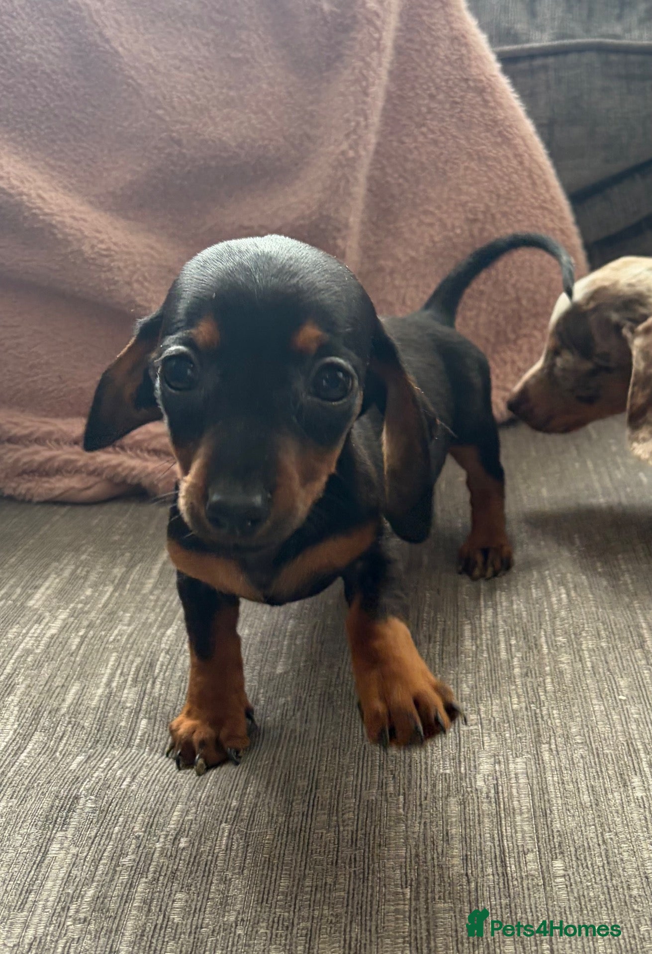 Miniature Dachshund dogs 3 pups left!  🐾 KC Miniature Dachshund Puppies 🐾 - Advert 6