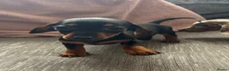 Miniature Dachshund dogs for sale: 2 pups left!  🐾 KC Miniature Dachshund Puppies 🐾 - Advert 8