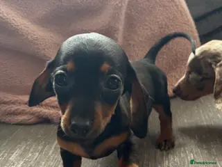Miniature Dachshund dogs 3 pups left! 🐾 KC Miniature Dachshund Puppies 🐾 - Advert 13