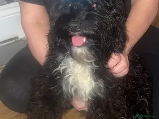 Cockapoo dogs Miniature cockapoo boys - Advert 1