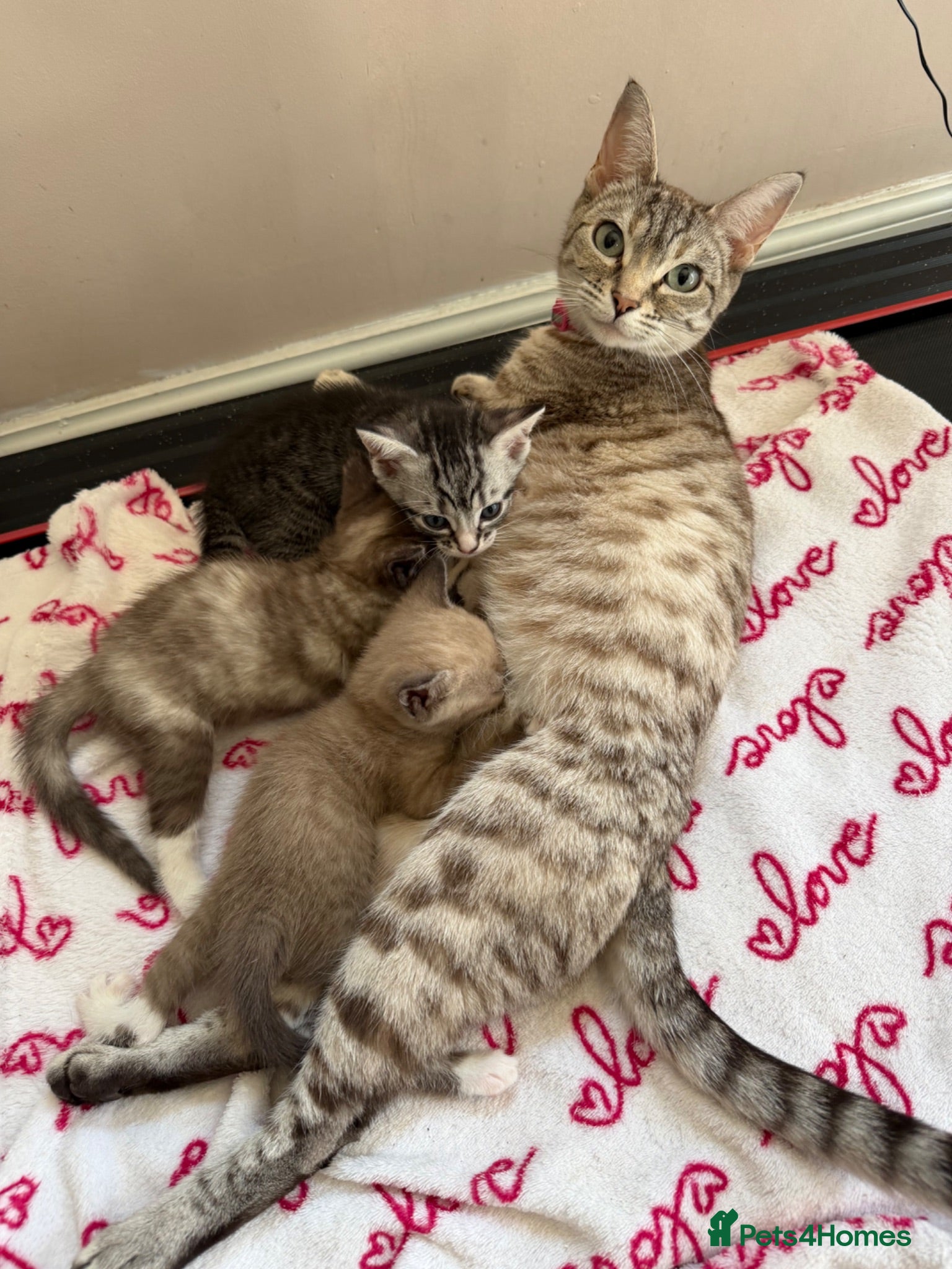 Bengal cats Beautiful baby kitten❤️ - Advert 3