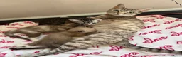 Bengal cats for sale: Beautiful baby kitten❤️ - Advert 1