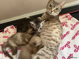 Bengal cats Beautiful baby kitten❤️ - Advert 1