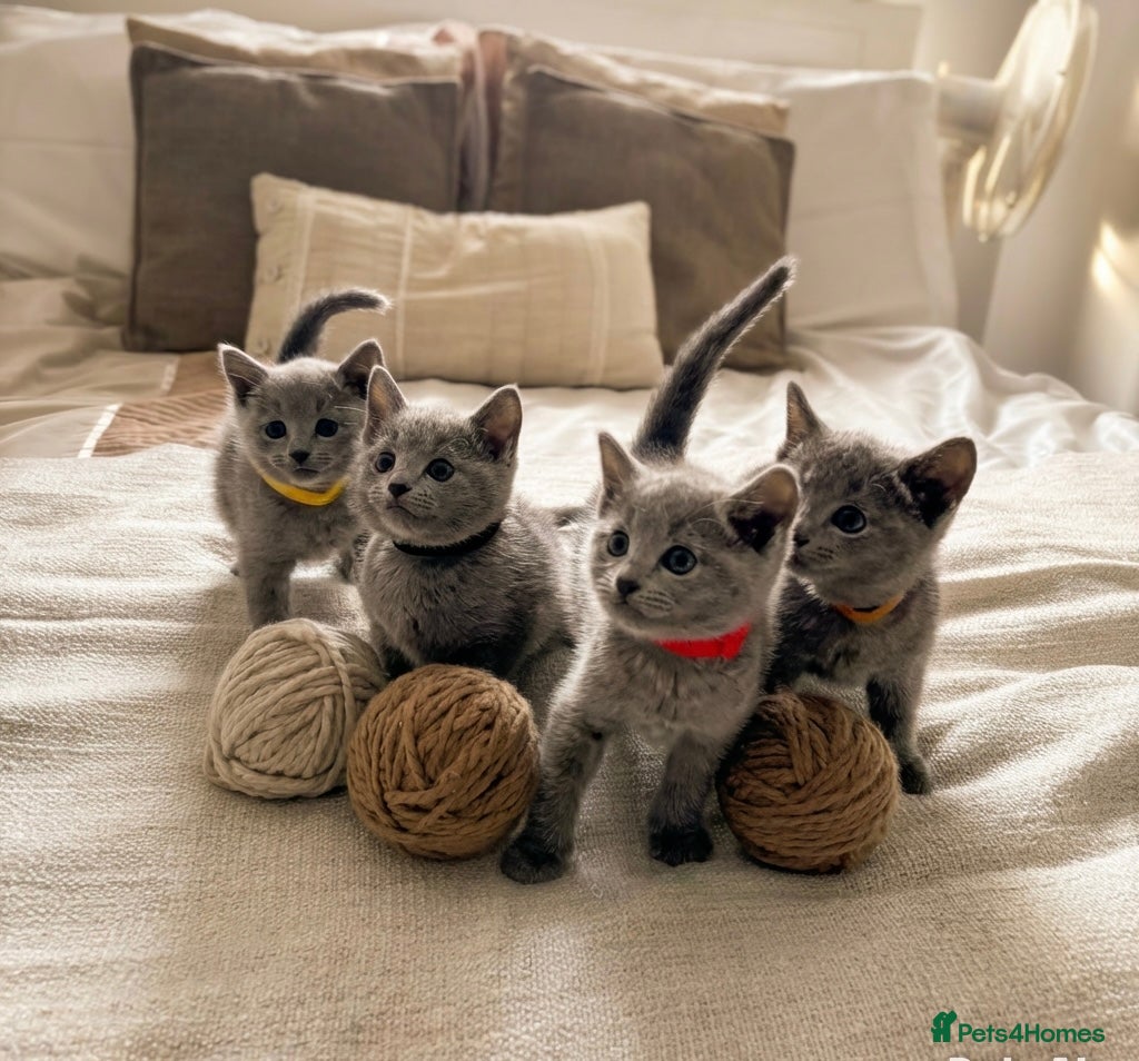 Russian Blue cats TICA PURE PEDIGREE RUSSIAN BLUE KITTENS  - Advert 1
