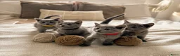Russian Blue cats for sale: TICA PEDIGREE RUSSIAN BLUE KITTENS  - Advert 11