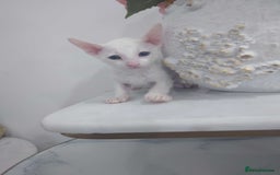 Cornish Rex cats for sale: Cornish Rex - Advert 6