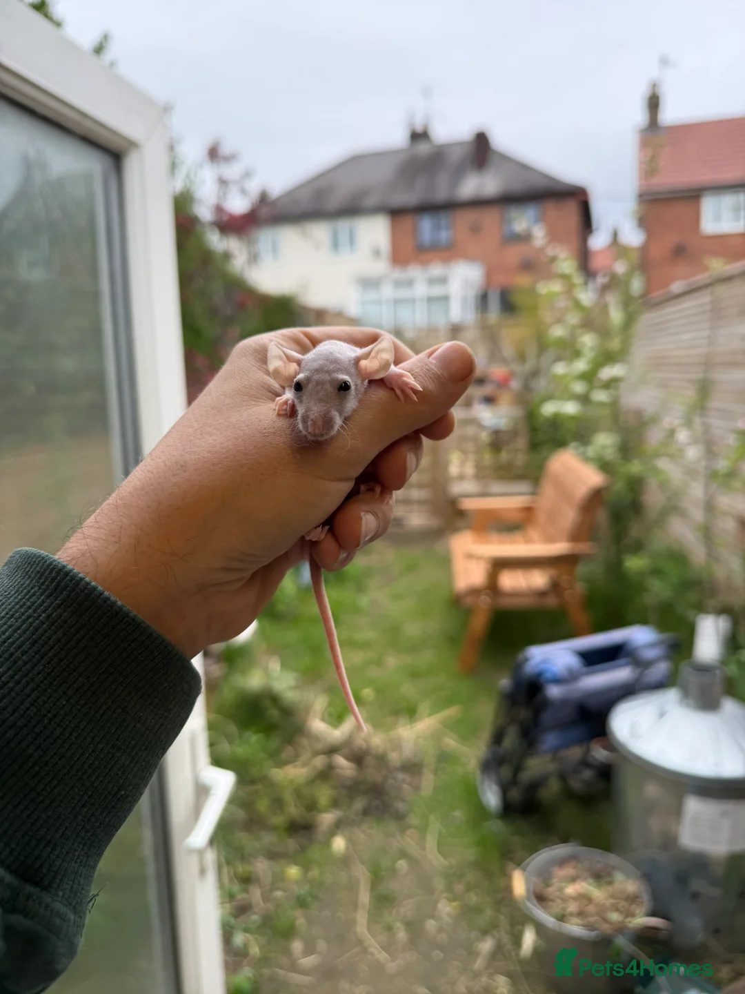 Rat rodents for sale: Dwarf Rats - Advert 1