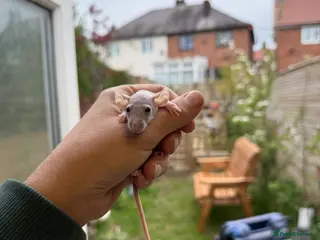 Rat rodents Dwarf Rats - Advert 4