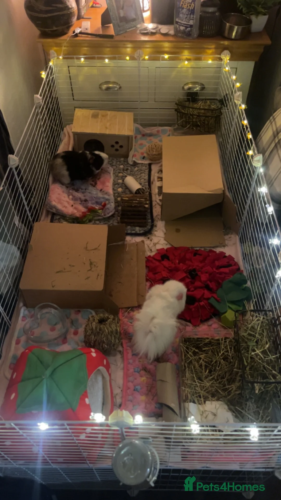 Guinea Pig rodents for sale: Two Male Guinea pigs  in Bromsgrove - Advert 6