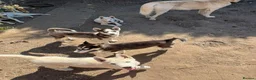 Siberian Husky dogs for sale: Siberian Husky Puppies for Sale - Advert 5