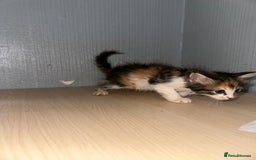 British Shorthair cats for sale: Kittens for sale - Image 7
