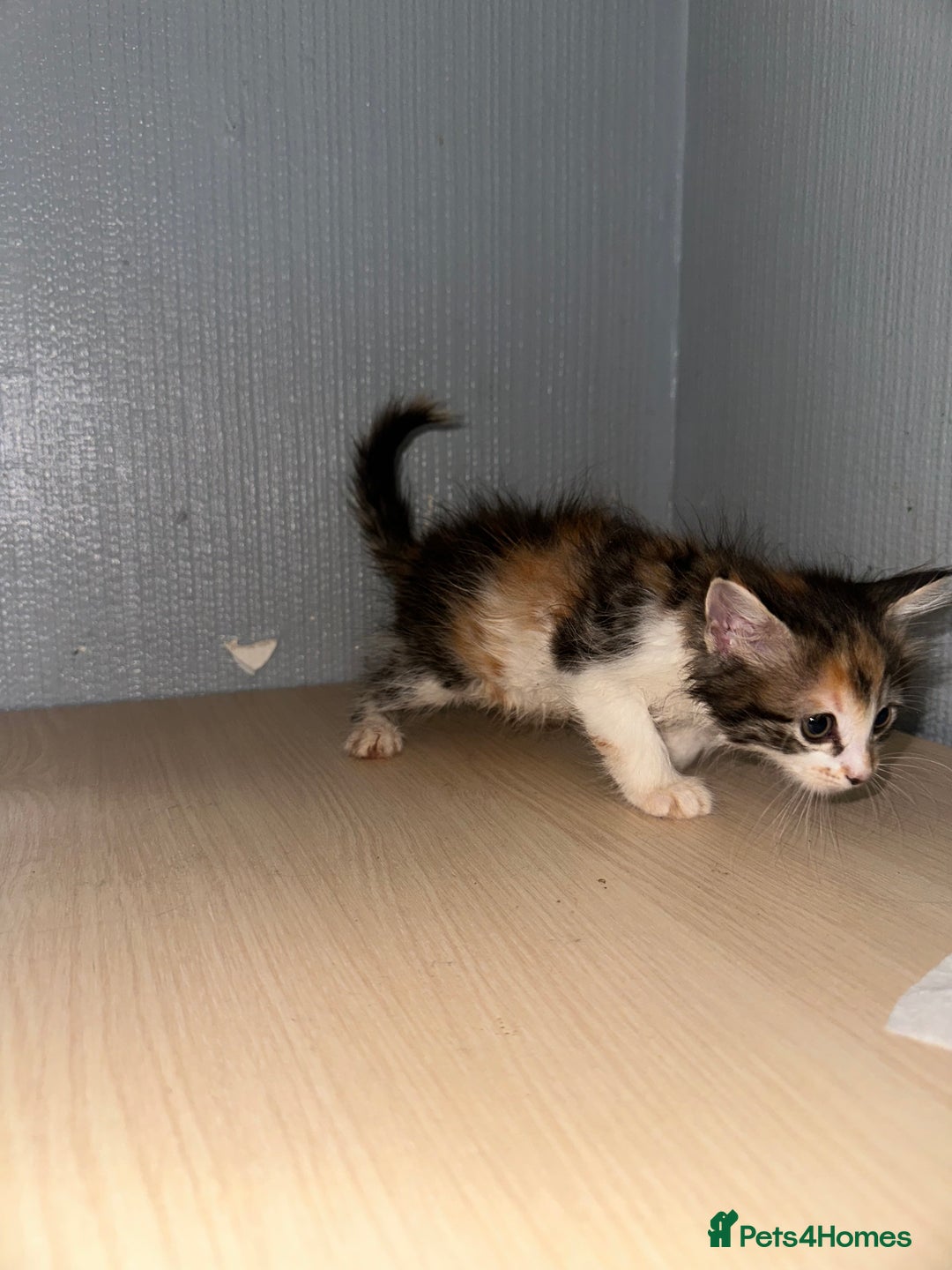 British Shorthair cats for sale: Kittens for sale - Image 7