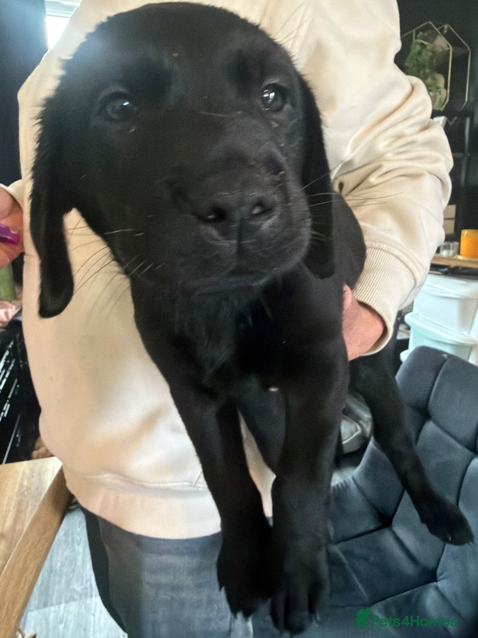 Labrador Retriever dogs Black Labrador bitch  - Advert 1