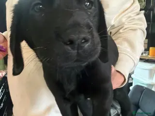 Labrador Retriever dogs Black Labrador bitch - Advert 1