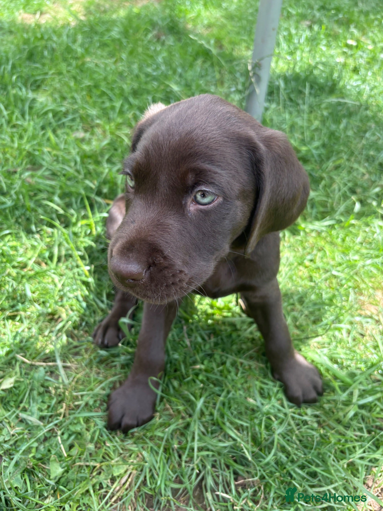 Labrador Retriever dogs Gorgeous Labrador Puppies – Ready Now 🐾 - Advert 2