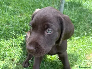 Labrador Retriever dogs Gorgeous Labrador Puppies – Ready Now 🐾 - Advert 4