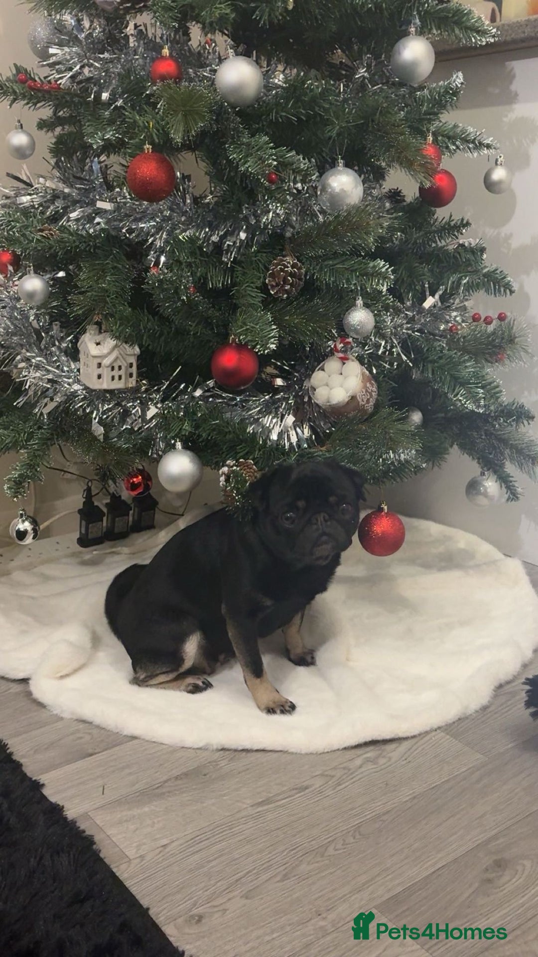 Pug dogs for sale: Black and Tan pug - Advert 4