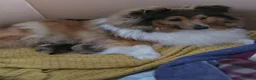 Shetland Sheepdog dogs for sale: STUNNING SHELTIE PUPPIES **KC REG** - Advert 4