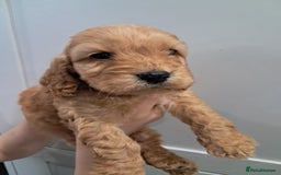 Cockapoo dogs for sale: 5* minature cockapoos - Image 11