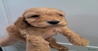 Cockapoo dogs - Advert 5