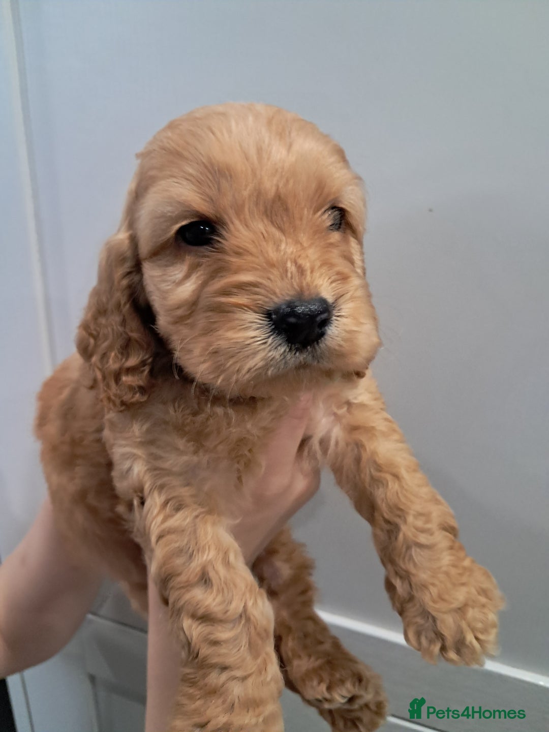 Cockapoo dogs for sale: 5* minature cockapoos - Image 11