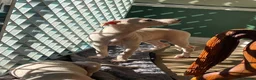 Italian Greyhound dogs for sale: 5 wonderful Wiggy’s licensed breeder  - Advert 17