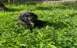Cockapoo dogs for sale: Beautiful show cockapoo puppies - Image 14