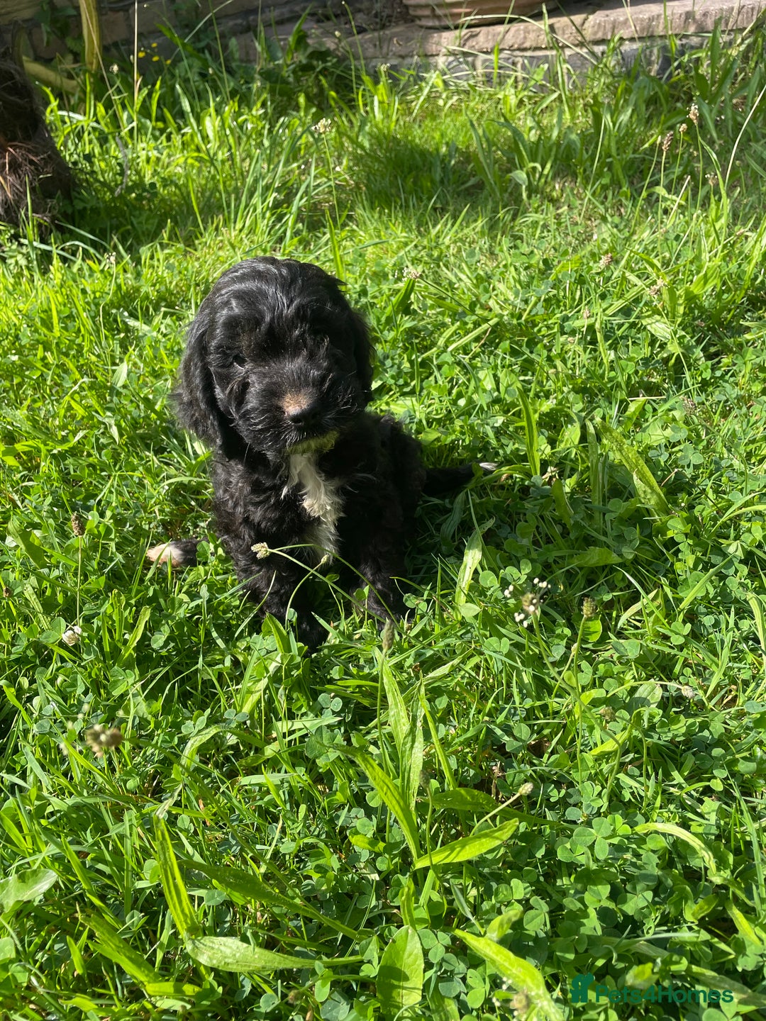 Cockapoo dogs for sale: Beautiful show cockapoo puppies - Image 14