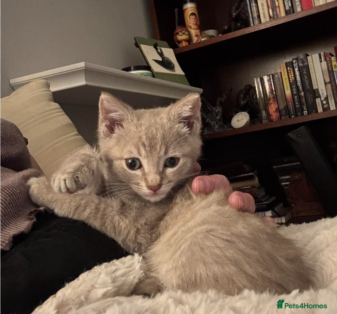 Mixed Breed cats for sale: Lilac & tabby kitten 2 left - Advert 2