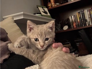 Mixed Breed cats Lilac & tabby kitten 2 left - Advert 1