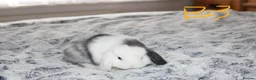 Mini Lop rabbits for sale: Stunning Mini Lop Babies - Advert 10