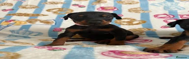 Dobermann Puppy 2