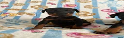 Dobermann dogs for sale: Kc reg Health tested parents Black and Tan girls  - Advert 14