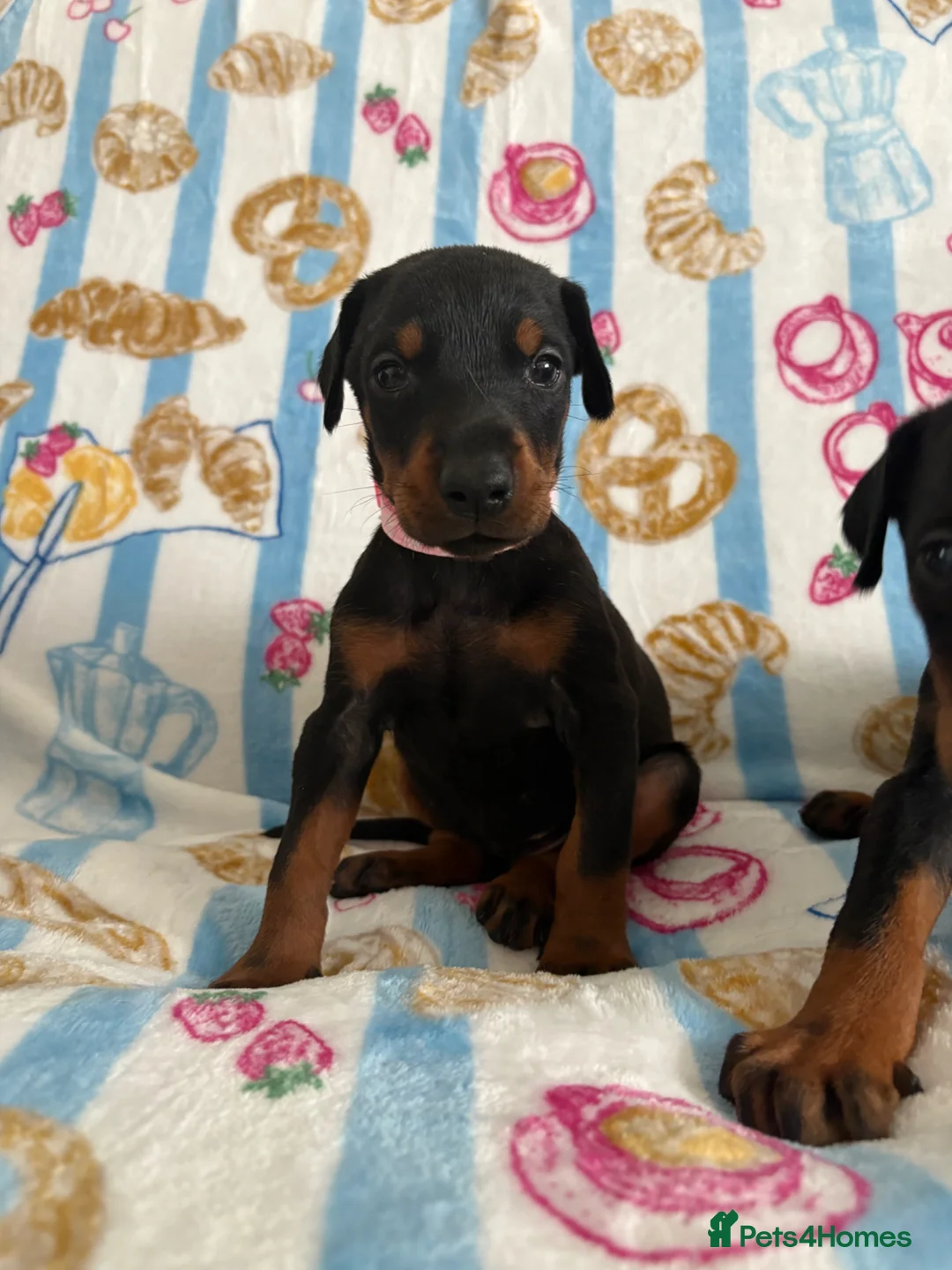 Dobermann dogs for sale: Kc reg Health tested parents Black and Tan girls  - Advert 14