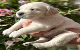 Golden Retriever dogs for sale: 1 Male Puppy Available  - Image 20