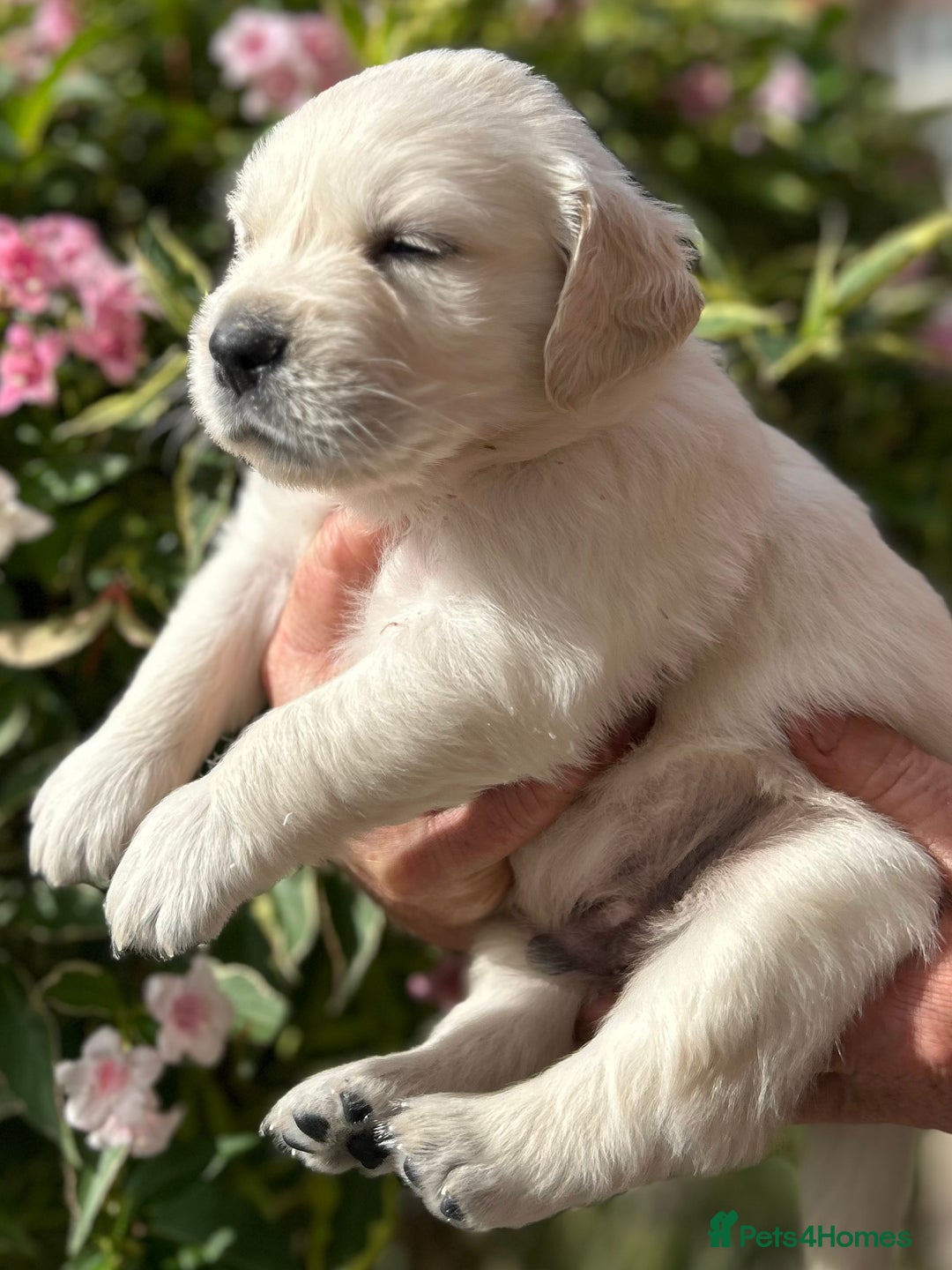 Golden Retriever dogs for sale: 1 Male Puppy Available  - Image 20