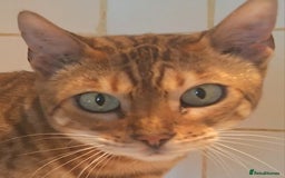 Bengal cats for sale: SBT Tica Bengal retired female Venus - Advert 1