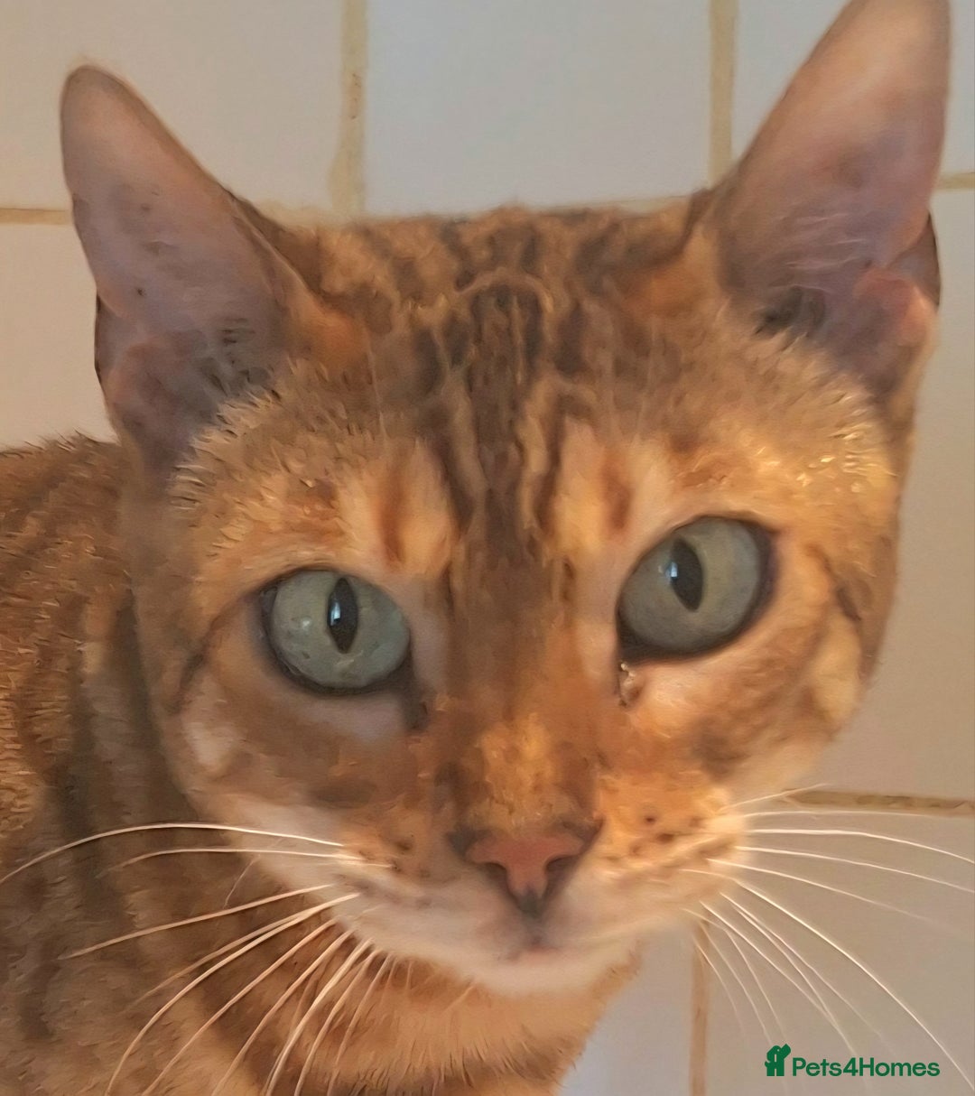 Bengal cats for sale: SBT Tica Bengal retired female Venus - Advert 1