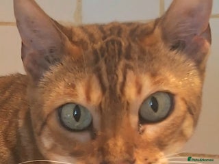 Bengal cats SBT Tica Bengal retired female Venus - Advert 12